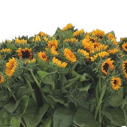 Sunflowers Sonja (Mini)