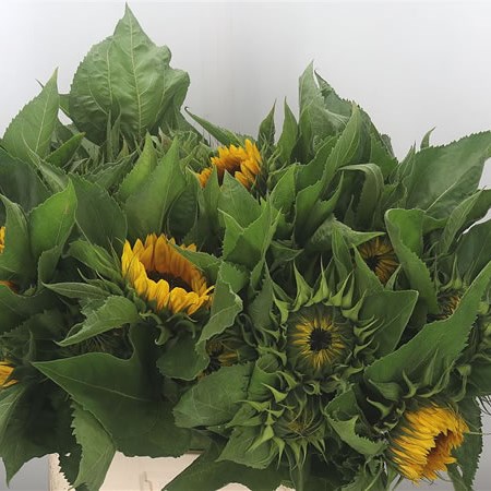 Sunflowers Sunrich Orange