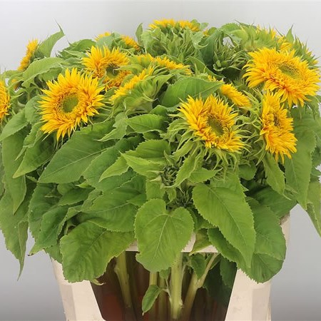 Sunflowers Teddy Bear