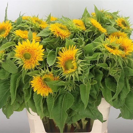 Sunflowers Teddy Bear