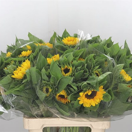 Sunflowers Vincent's Choice