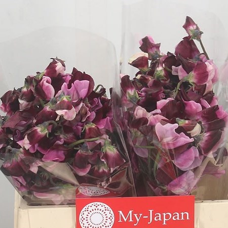 Sweet Peas Ben Shikibu