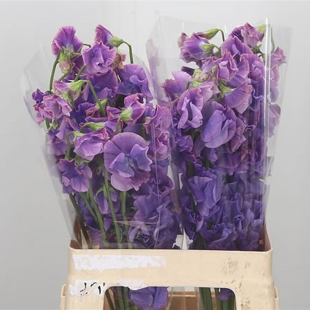Sweet Peas Cleo
