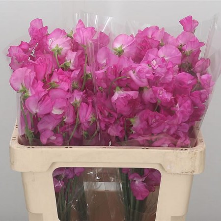 Sweet Peas JP Hot Pink