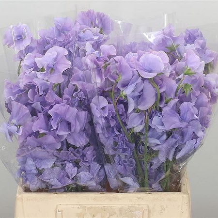 Sweet Peas JP Lavender