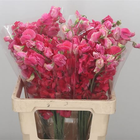 Sweet Peas JP Red
