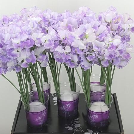 Sweet Peas Misty Lavender
