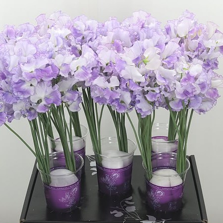 Sweet Peas Misty Lavender