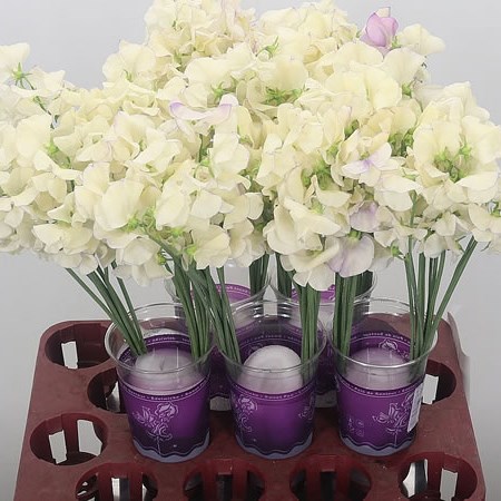 Sweet Peas Misty Porcelein