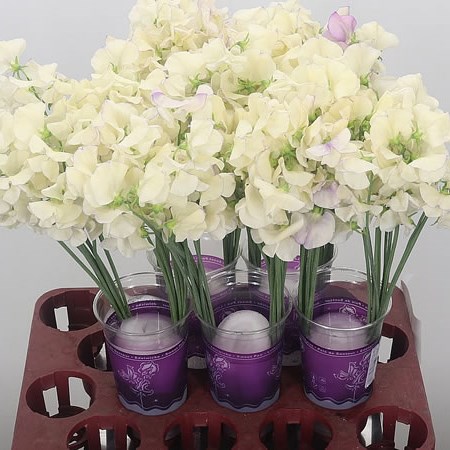 Sweet Peas Misty Porcelein