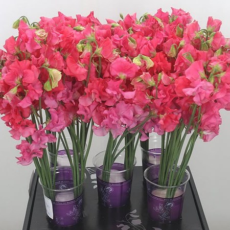 Sweet Peas Parfum Coral