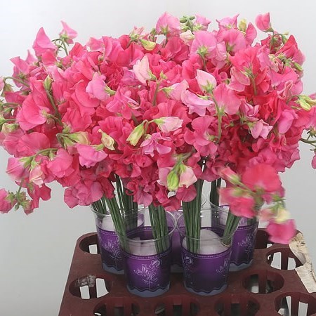 Sweet Peas Parfum Coral