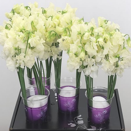 Sweet Peas Parfum Cream