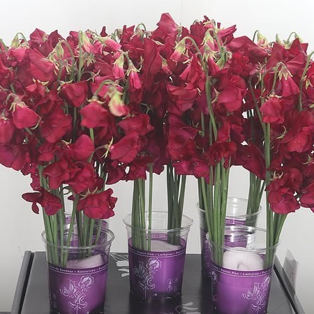 Sweet Peas Parfum Deep Red