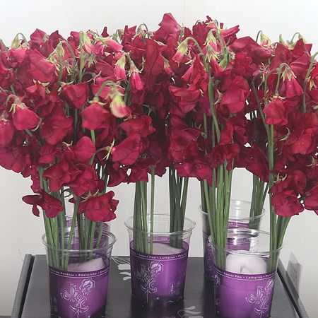 Sweet Peas Parfum Deep Red