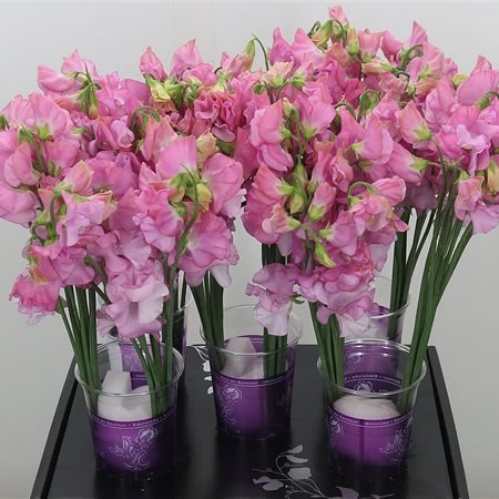 Sweet Peas Parfum Pastel Pink