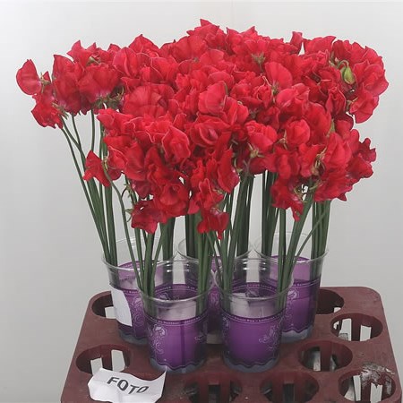 Sweet Peas Parfum Red