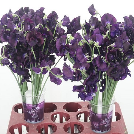 Sweet Peas Purple