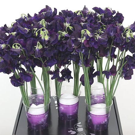 Sweet Peas Venti Blue