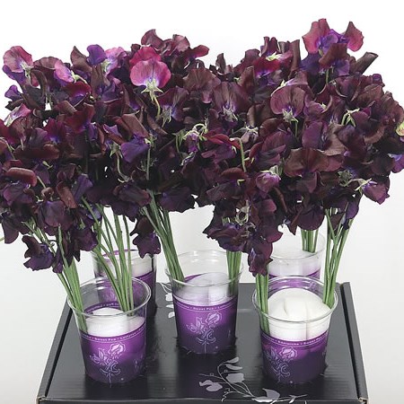 Sweet Peas Venti Cape Black