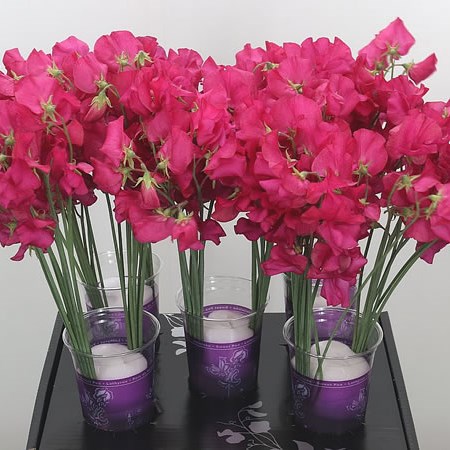 Sweet Peas Venti Cerise