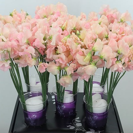 Sweet Peas Venti Champagne King