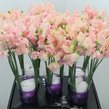Sweet Peas Venti Champagne King