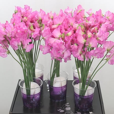 Sweet Peas Venti Hot Pink