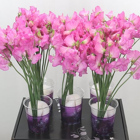 Sweet Peas Venti Hot Pink