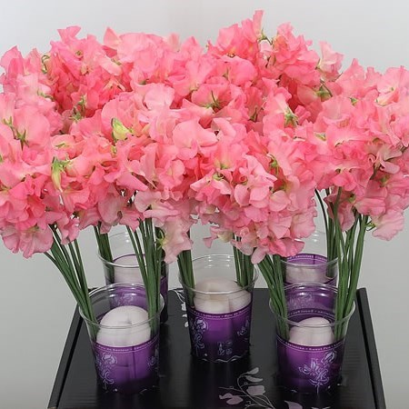 Sweet Peas Venti Hot Salmon