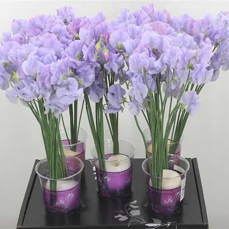Sweet Peas Venti Lilac