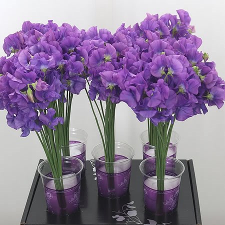 Sweet Peas Venti Mauve