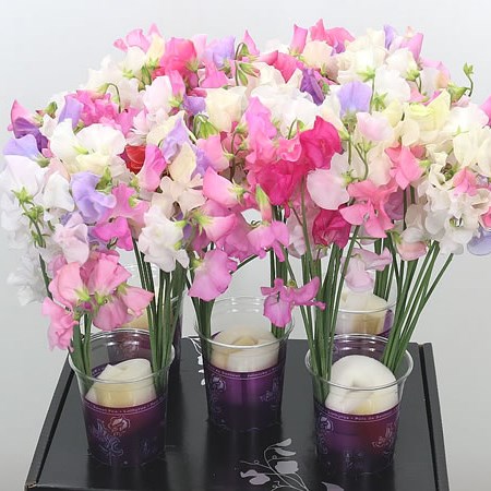 Sweet Peas Venti Mix