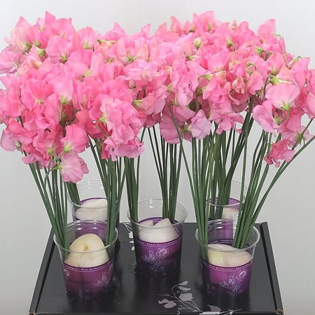 Sweet Peas Venti Pink