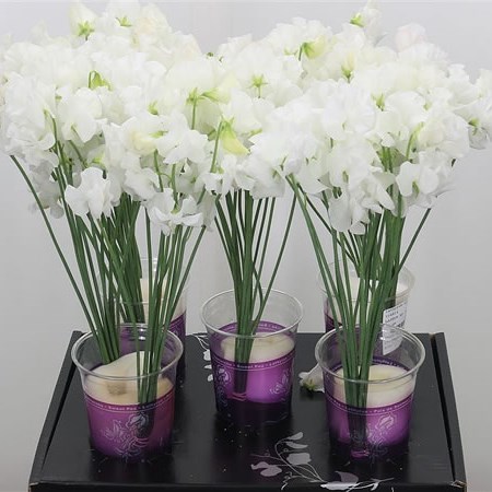 Sweet Peas Venti White
