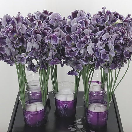 Sweet Peas Wedding Blue