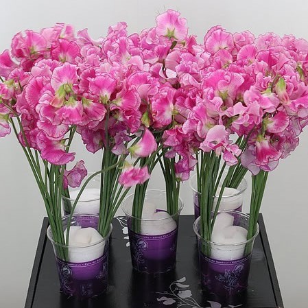 Sweet Peas Wedding Rose