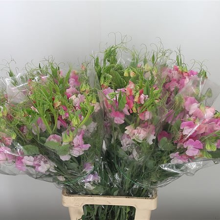 Sweet Peas XL Hot Pink