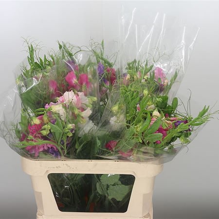 Sweet Peas XL Mix (Cols May Vary)