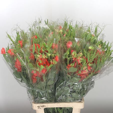 Sweet Peas XL Orange
