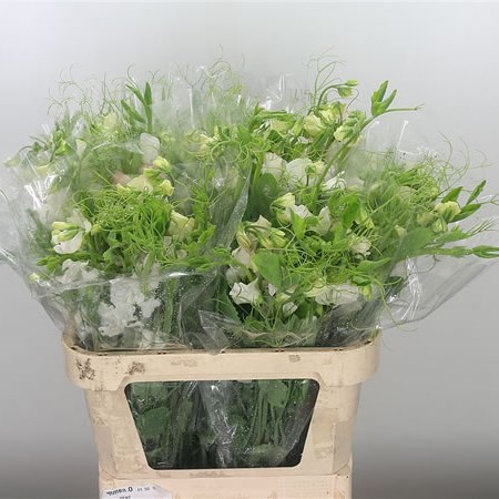 Sweet Peas XL White