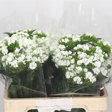 Sweet Williams Hera Breanthus