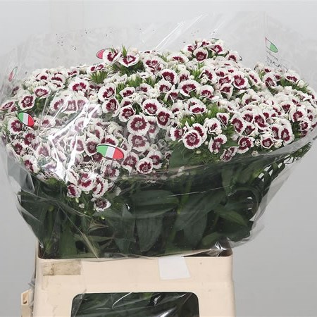 Sweet Williams King Breanthus Bicolour