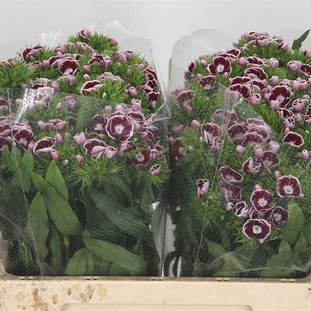 Sweet Williams King Breanthus Bicolour