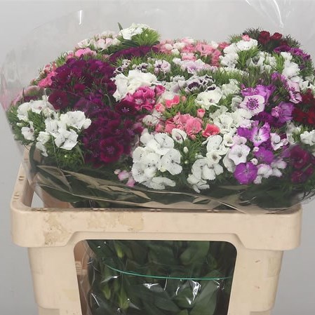 Sweet Williams Mixed (Dutch)