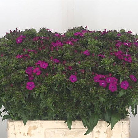 Sweet Williams Neon Purple