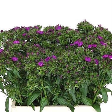 Sweet Williams Neon Purple (Extra)