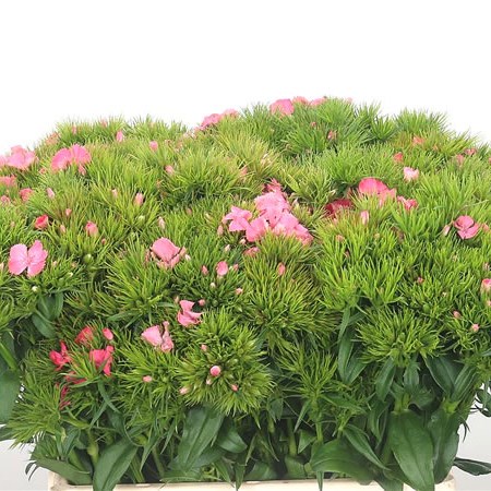 Sweet Williams Pale Pink