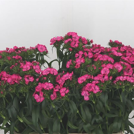 Sweet Williams Pink