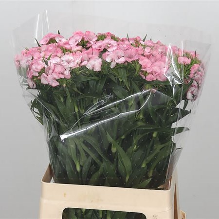 Sweet Williams Pink